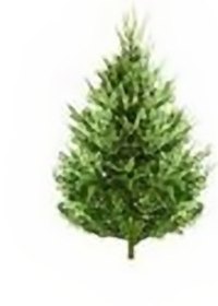 Fresh cut tree