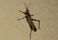 Bug