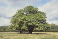Prune Oak Trees