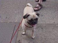 Fawn Pug