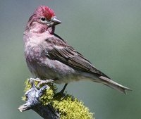 Cassin's Finch