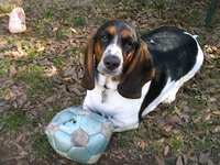 A basset hound in need of a walk.