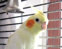 Cockatiel
