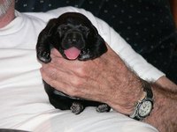 Take good care of newborn puppies