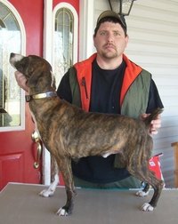 A Mountain Cur Hunting Dog in Profile