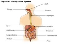 Organs of the Digestive Tract