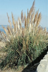 Control Pampas Grass
