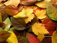 Make Framed Fall Leaf Art