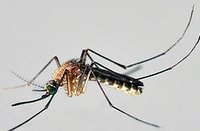 Prevent Mosquitoes From Biting