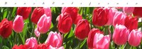 Grow Tulips in Southern California