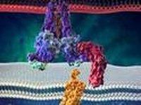 How Does AIDS Affect the Body?