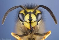 How Does a Wasp Sting Affect the Body?