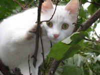 About Cats