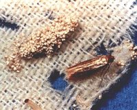 About Clothing Moths
