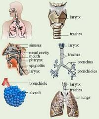 How Does the Breathing Process Work?