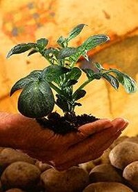How Do Plants Get Food and Water?