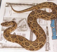 About the World's Most Dangerous Snake