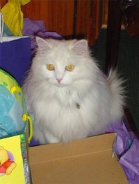 How Do Domestic Cats Mate?