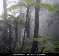 How Do Trees Move?