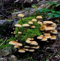 How Does a Mushroom Grow?