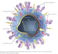How Do Viruses Reproduce?