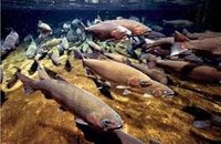 How Do Salmon Mate?
