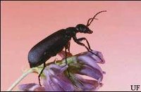 About Blister Beetle Bites