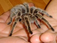 How Do Tarantulas Move?
