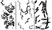 How Do You Catch Flesh Eating Disease?