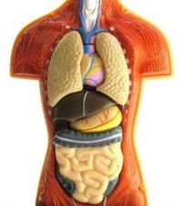 What Is the Function of the Liver?
