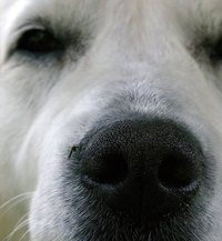 What Causes Heartworm?