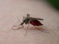 Why Are Mosquitoes Attracted to Certain People?