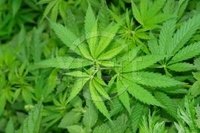 Marijuana's Effect on the Economy