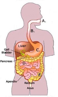 What Are the Main Organs of the Digestive System?