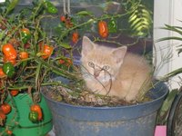 What Is the Best Product to Kill Fleas?
