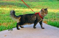 Your cat might not enjoy the leash, and it can be hard to walk them.