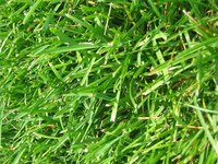 Why Add Sugar to Grass Seeds?