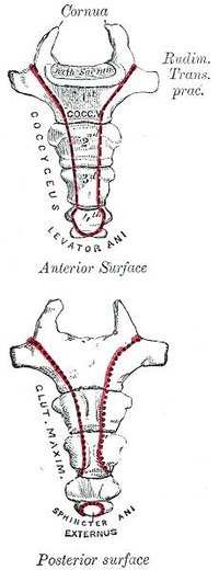 How Does a Broken Tailbone Heal?