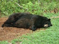 How Do Bears Sleep?