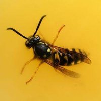 How Does a Yellow Jacket Sting?