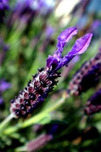 How Does Lavender Help Sleeping?