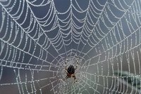 How Does a Spider Spin It's Web?