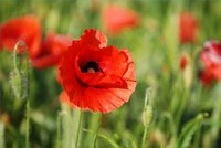 What Flowers Can Cause Hallucinations?