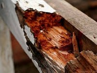 About Wood Rot