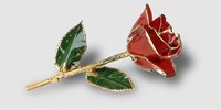 How Much Does a Dipped Gold Rose Cost?