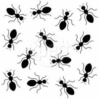 How Does an Ant Trap Work?
