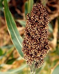 What Is Sorghum?