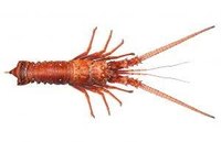 Red Lobster