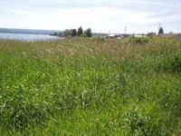 Where Does Reed Canary Grass Grow?