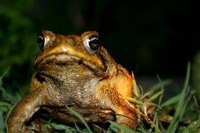 How Does a Toad Catch Food?